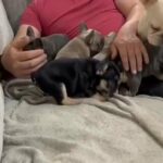 KC registered French Bulldog Puppies in Wiltshire