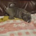 American Bully Puppy in Wakefield