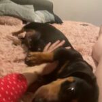 Gorgeous Female Dachshund in London