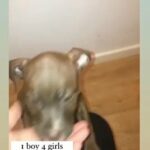 Bully Puppy’s in London