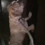 American Bulldog in Glasgow