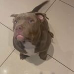 ABKC Registered Pocket Bully in West Lancashire