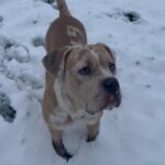 Neapolitan Mastiff in Hertfordshire