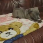 American bully puppy for sale in Wakefield