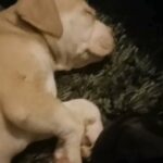 puppies in Rochdale