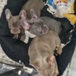 compact female frenchies in Ashford