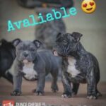 Micro Bullys in Cardiff