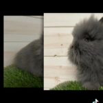 SHOW QUALITY BABY LIONHEADS in Leeds