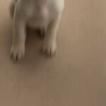 Beagle X Border Collie Puppie in Stevenage