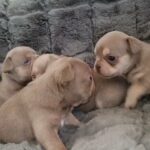 KC REG NEWSHADE ISABELLA FRENCHBULLDOG PUPPS in Sheffield