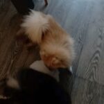 pomeranian puppy in Isle of Wight