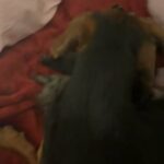 Ready Now Black And Tan Male Kc Reg in Dudley