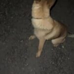 Belgian Malinois in North East Lincolnshire