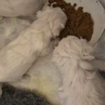 Bichon Maltese in Preston