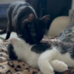 Exotic Persian X Bombay Kittens in Doncaster