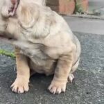 Merle Big Rope French Bulldog Female Carry’s Testable & Cream in Birmingham