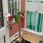 yellow head amazon parrot in London