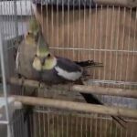 Male and female cockatiel in London