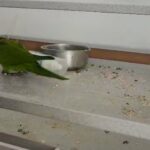 female hahns macaw in London