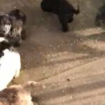 Standard Poodle Puppies (Rare Colours, Merle, Brindle, Agouti, Sable) in Kingston upon Hull