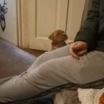 puppies looking for forever homes in Rochdale