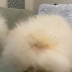 2 Males Pomeranian in Coventry