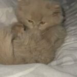 BRITISH LONG HAIR KITTEN in Staffordshire