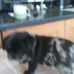 unusual black merle pug in North East Lincolnshire
