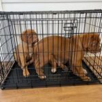 Dogue De Bordeaux in Weymouth and Portland