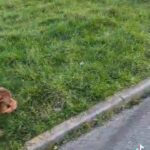 ABKC POCKET BULLY PUP in Blackburn with Darwen