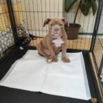 English bulldog puppy in Bristol