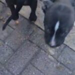 staffy pups for sale in Birmingham