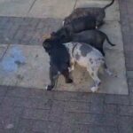 puppies for sale in Birmingham