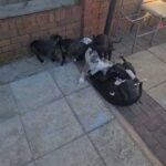 staffy pups for sale in Birmingham