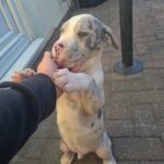 puppies for sale in Birmingham