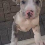 puppies for sale in Birmingham