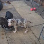 puppies for sale in Birmingham