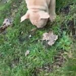 Biscuit The American Bully ??? in Cheshire East