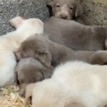 Silver Labrador Puppies in Kent