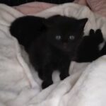 Kitten mixed breed in Manchester