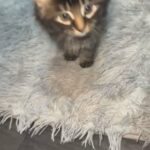 Two Amazing Kittens Left in London