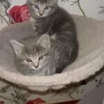 British Short Hair Kittens in London