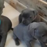 Blue Staffordshire Bull Terrier Pups in Staffordshire