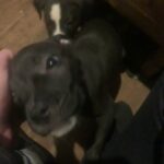 Staffy Pups For Sale in Leeds
