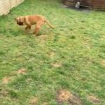 Fox Red Labrador Pup in East Dorset