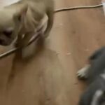 Lilac And Tan Quad Fluffy Carrier French Bulldog Female in Birmingham