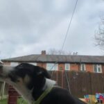 Bordie Collie in Bolton