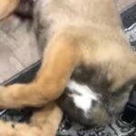 Belgian Mallinoi/Siberian Husky in London