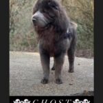 👻 GHOST 👻 Shar Pei Bear Coat Stud in London