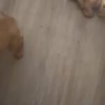 bullmastiff hybrid german shepherd mix in Bassetlaw